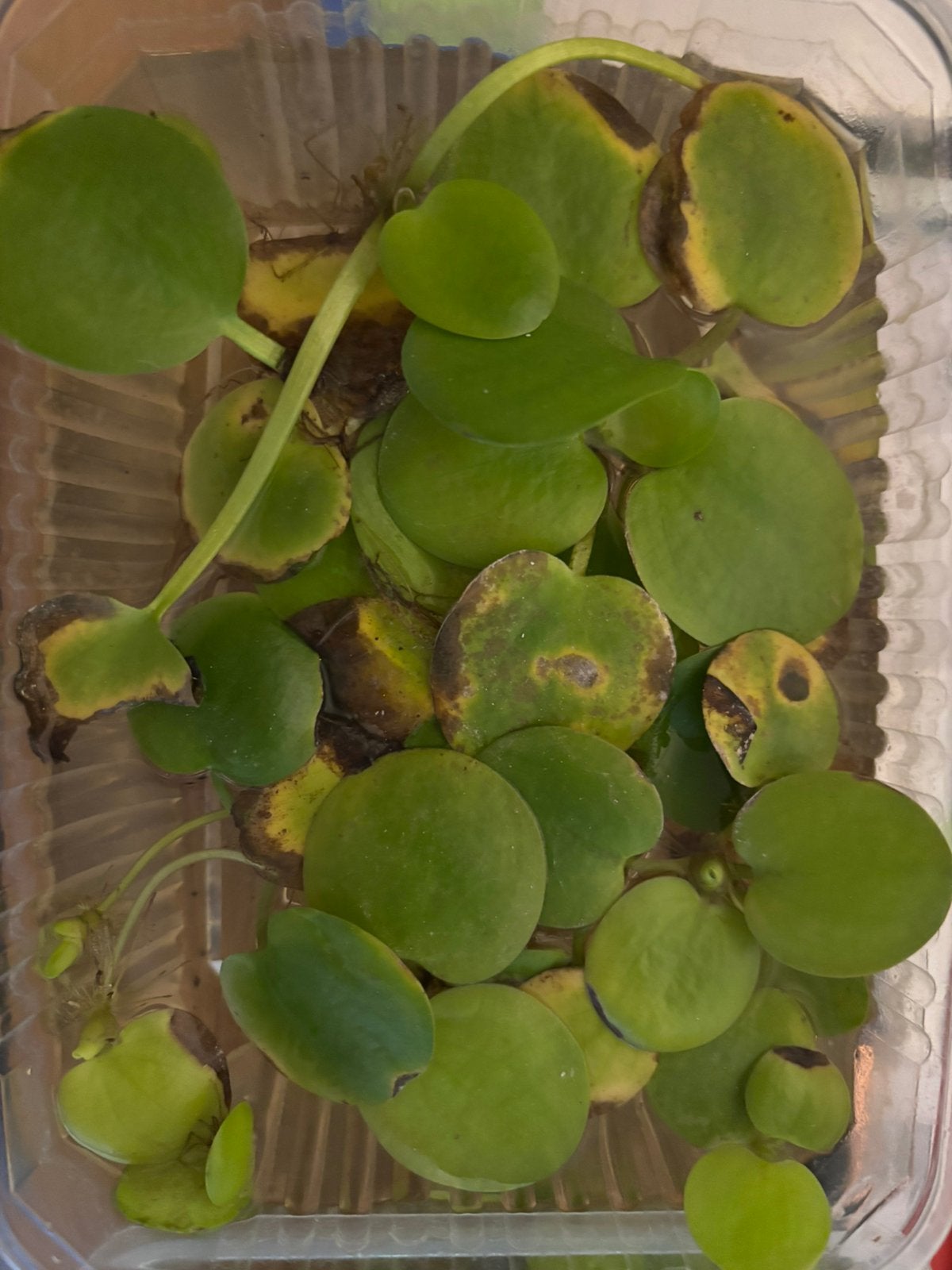 Amazone kikkerbeet plant, Ophalen