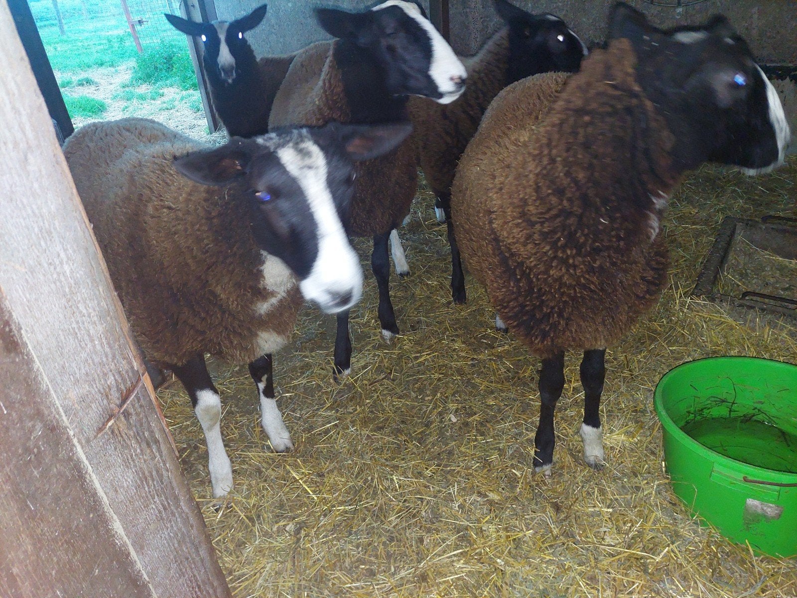 schapen te koop, Dieren en Toebehoren