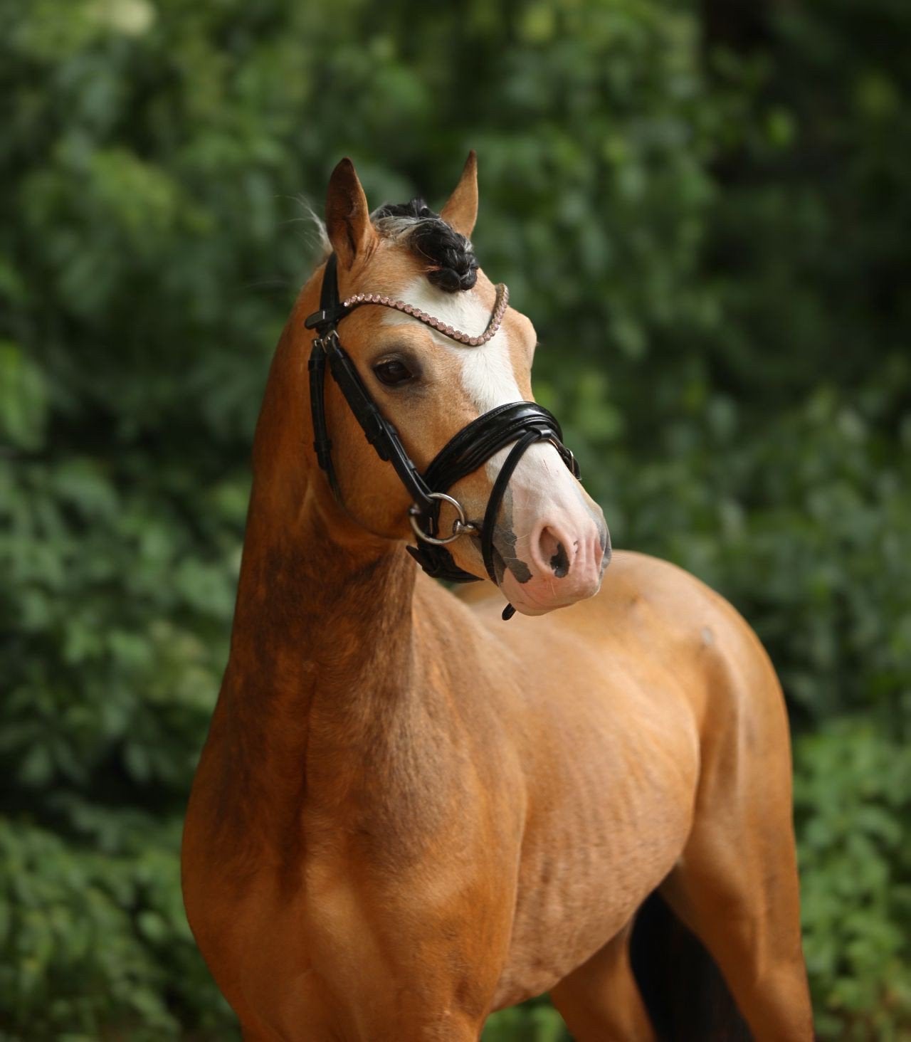 goedgekeurde Welsh dekhengst, Avec pedigree, Poney B (1.17 m à 1.27 m), Poney de récréation, Étalon