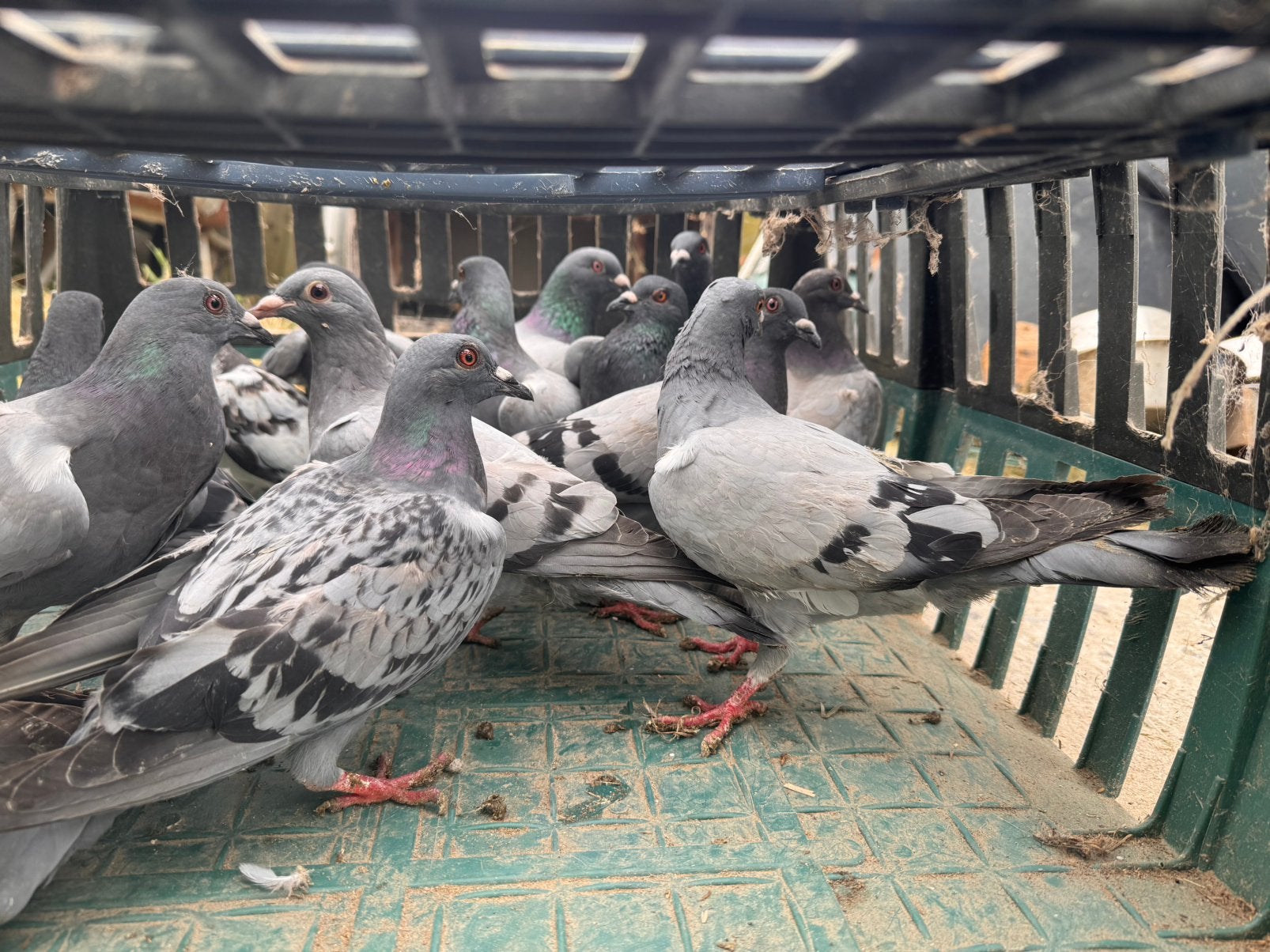 Pigeons