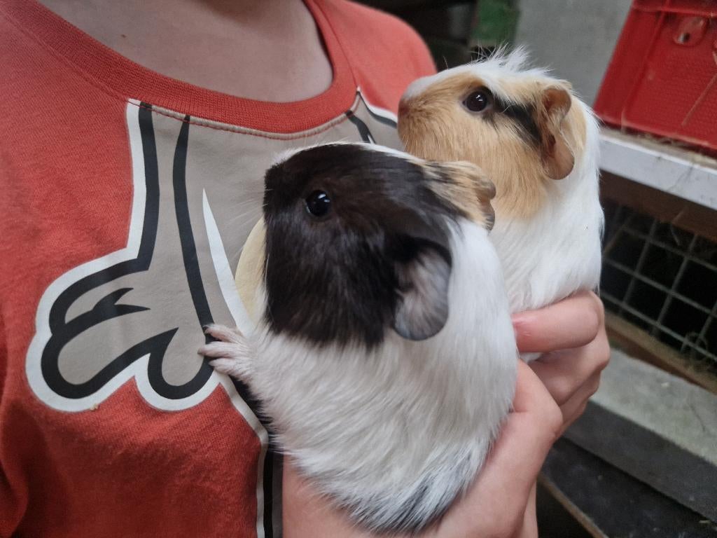 Cavia, April, Mannelijk, Cavia
