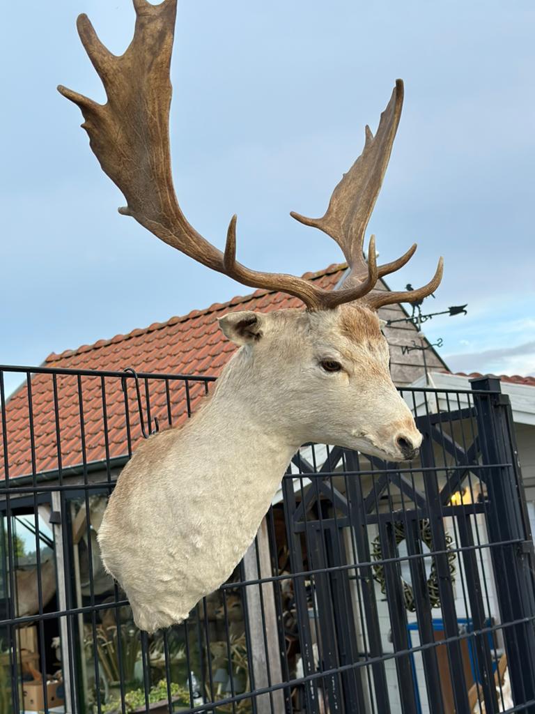 Damhert kop opgezette, Enlèvement