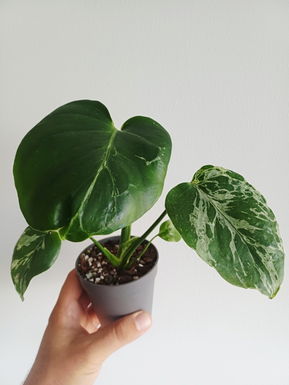 Monstera Bulbasaur, Huis en Inrichting, Overige soorten, In pot, Minder dan 100 cm, Groene kamerplant