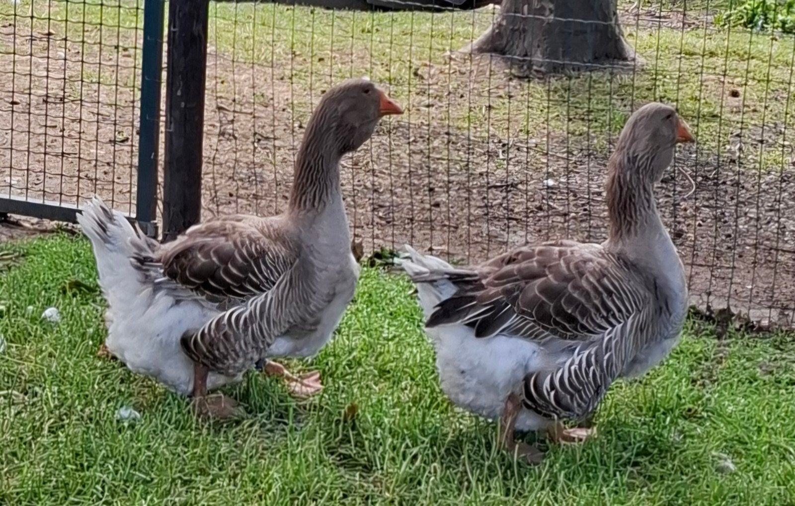 Ganzen toulouseganzen 2 mannetjes, Mannelijk, Gans of Zwaan
