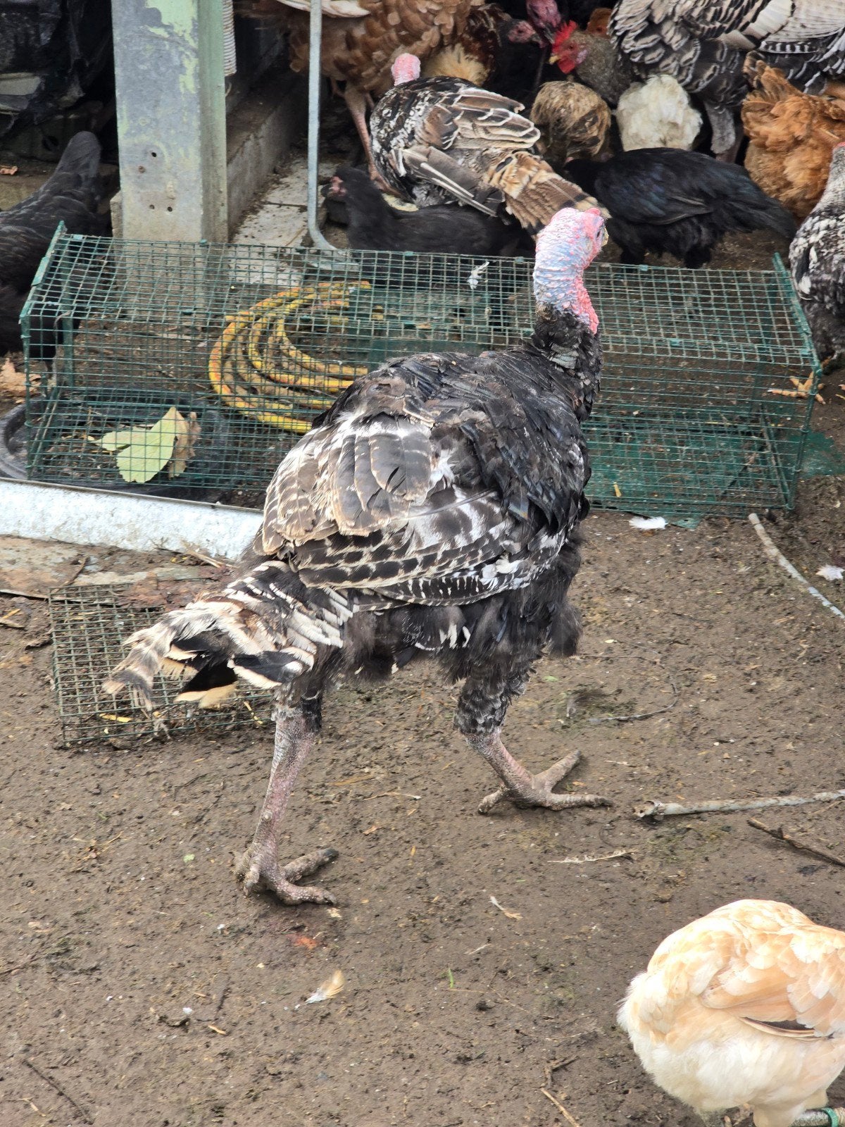 groot amerikanse kalkoen haan, Animaux & Accessoires, Dinde
