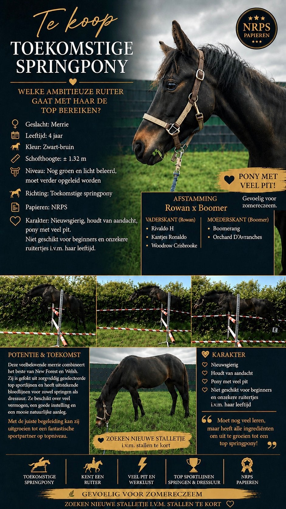 Springtalent ! 4 jarige C pony, zwart-bruine NRPS merrie., Merrie, Met stamboom, Springpony, Zadelmak
