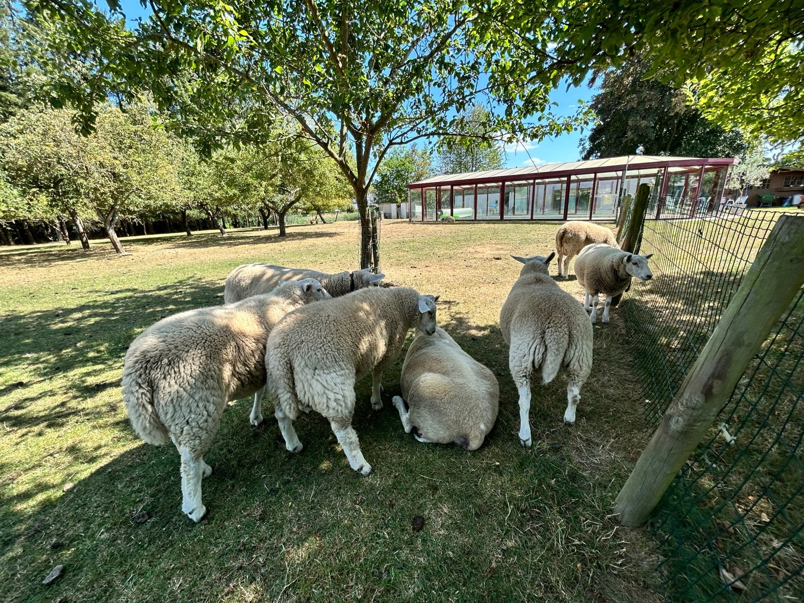 Schapen te koop, Dieren en Toebehoren, Schaap, 0 tot 2 jaar
