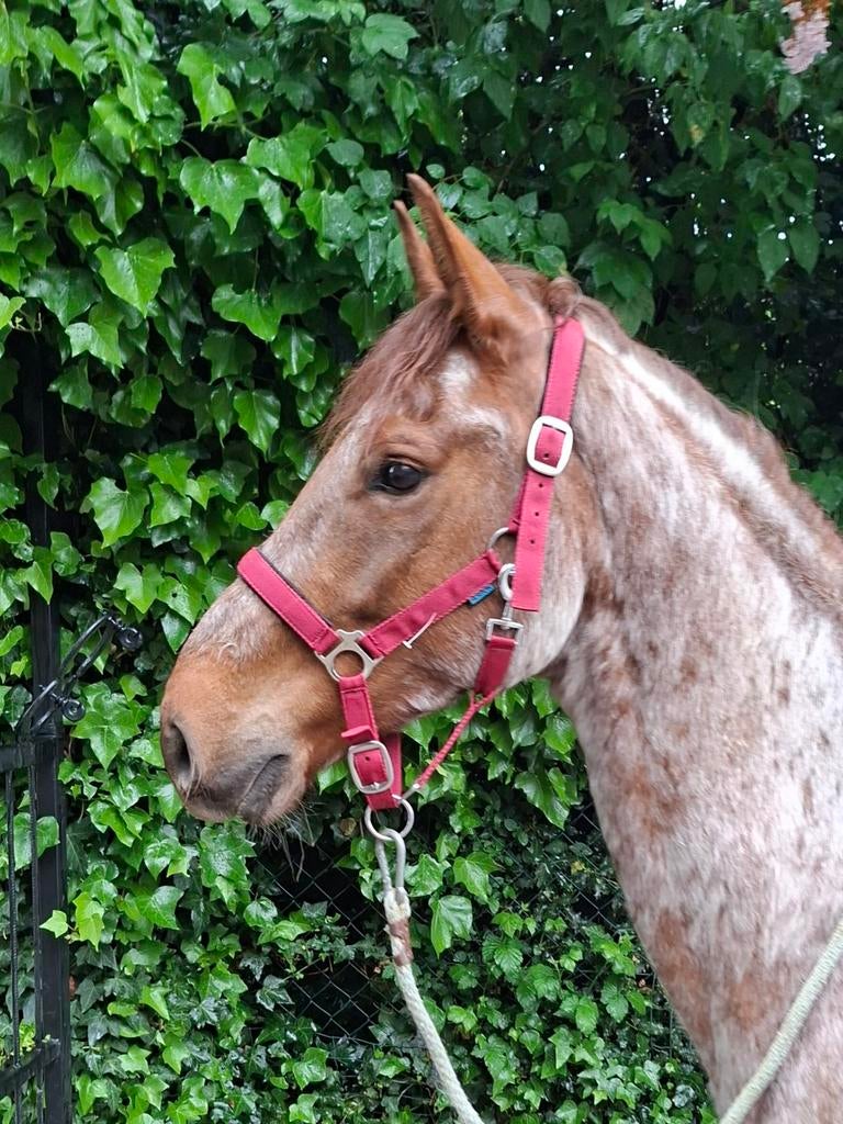 Kruising Quarter x Arabier, Dieren en Toebehoren, Ruin