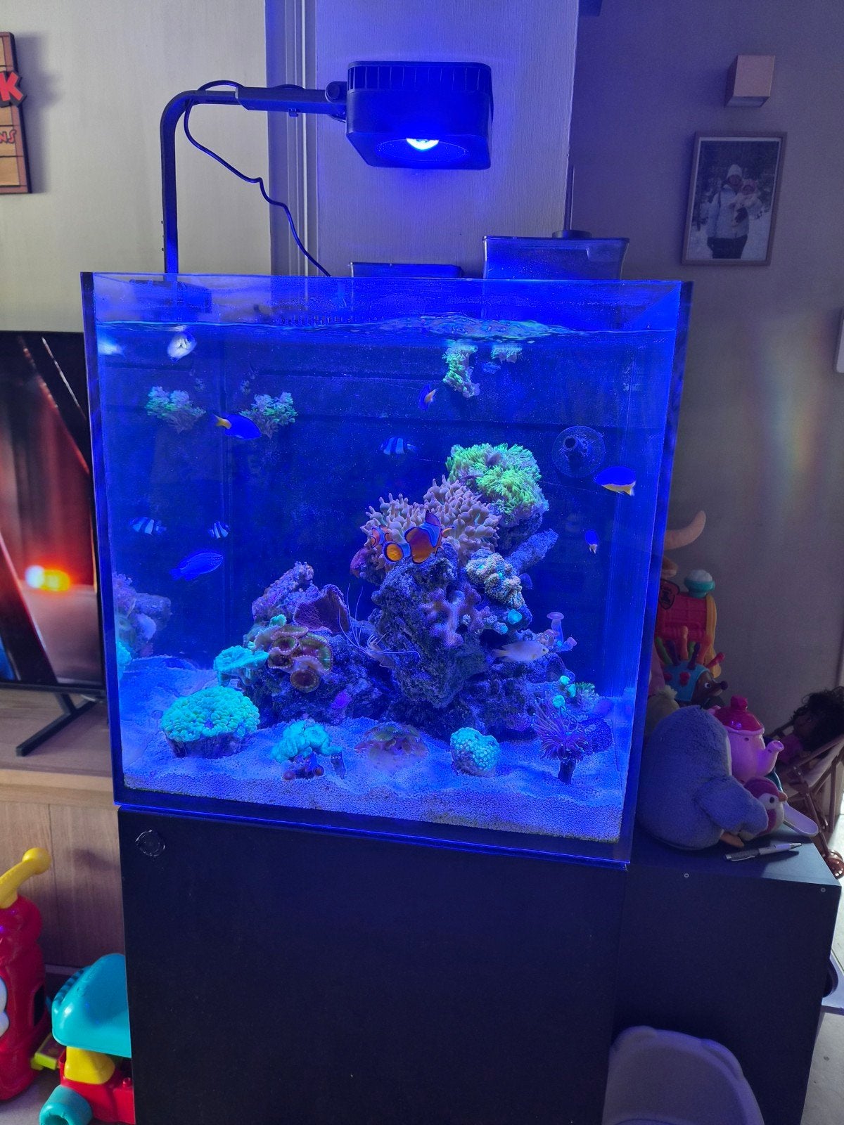 aquarium red sea nano g2, Animaux & Accessoires, Enlèvement ou Envoi, Red Sea