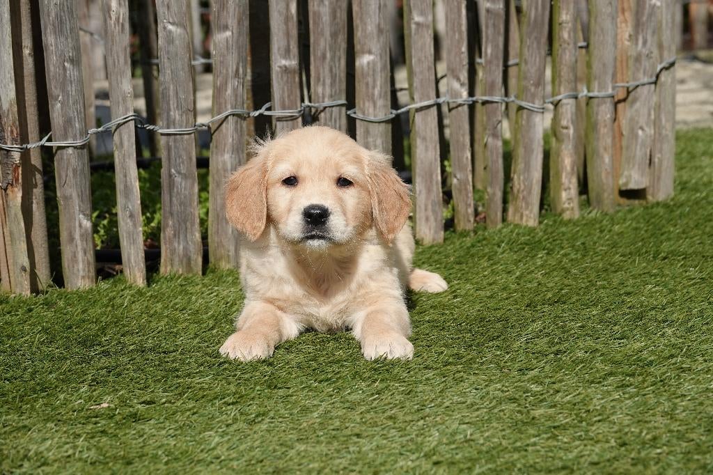 Beaux chiots Golden Retriever avec pedigree, Animaux & Accessoires, Golden retriever, Plusieurs, Hépatite contagieuse (maladie de Rubarth)