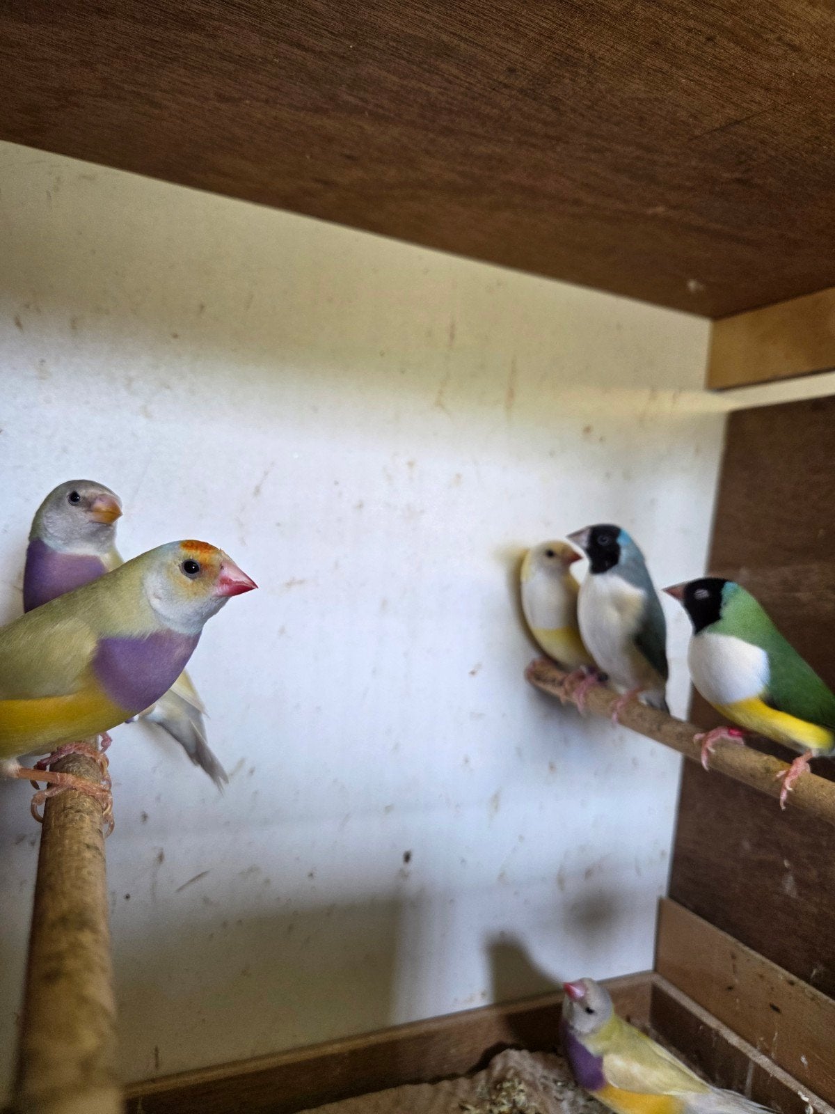 Gould gouldamadine jaune bleu, Animaux & Accessoires, Oiseaux | Oiseaux Autre