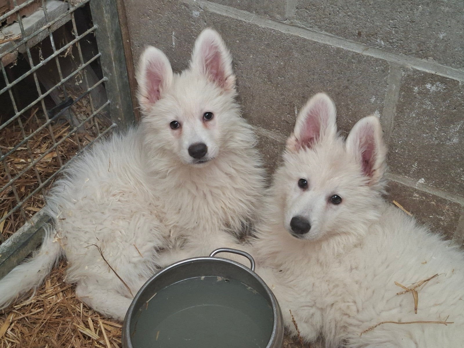 Zwitserse herder pups, Maladie de Carré (chiens), Chienne, 8 à 15 semaines, Éleveur | Loisir