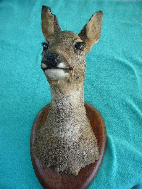 taxidermie tête de chevreuil, Enlèvement ou Envoi, Comme neuf, Autres, Bois ou Tête