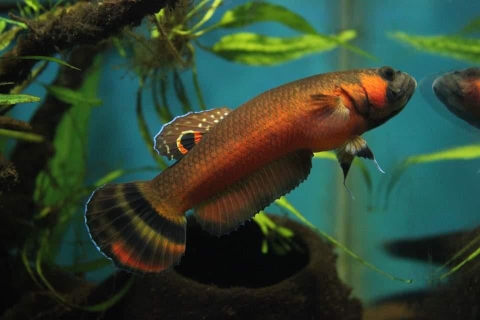 Macrostome de betta sauvage