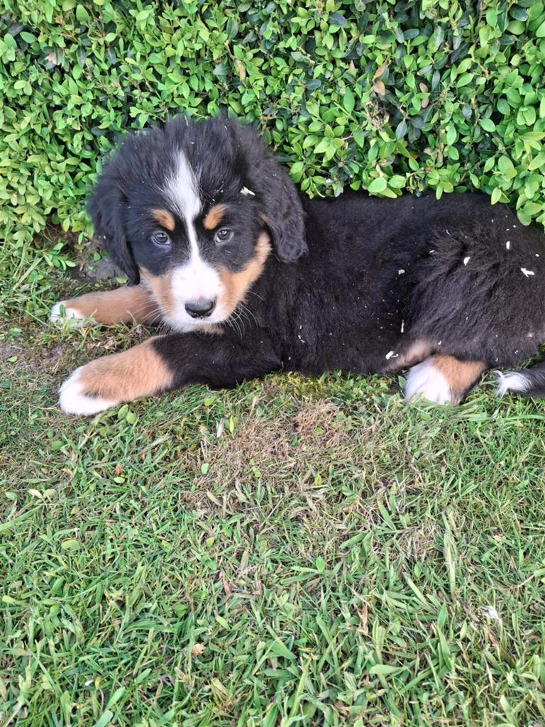 Berner sennen pups, Dieren en Toebehoren, Honden | Bulldogs, Pinschers en Molossers, Parvo, België, Fokker | Hobbymatig, Teef