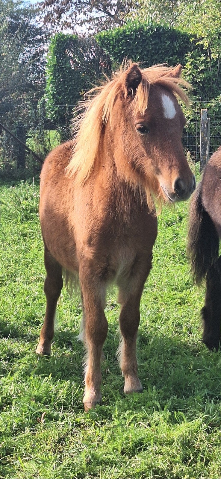 pouliche alezan ou noir 6mois, Dieren en Toebehoren, Merrie