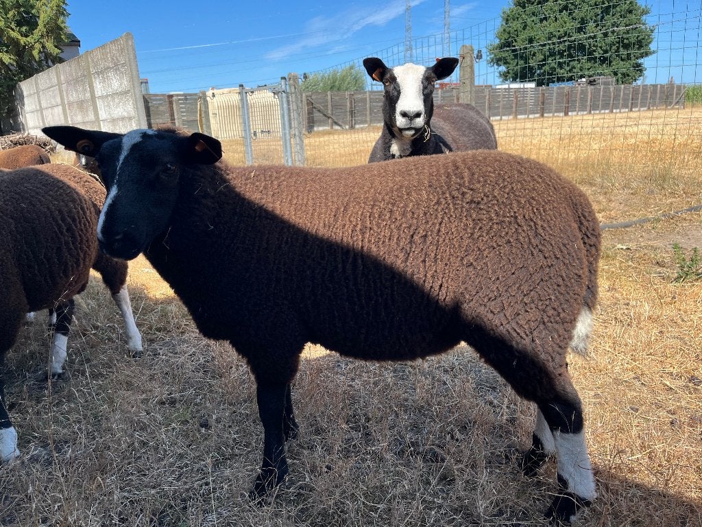 Jonge zwartbles ooilammeren te koop, Plusieurs animaux, Mouton, 0 à 2 ans
