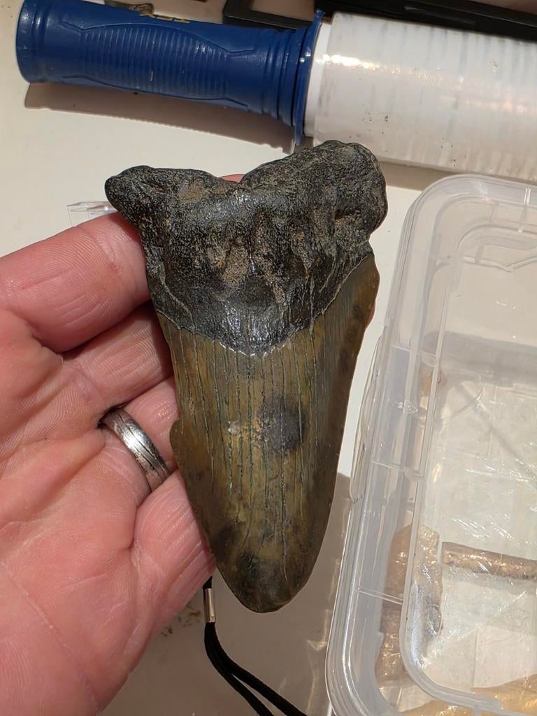 Grande dent de requin mégalodon carcharoles provenant de sab, Enlèvement ou Envoi, Fossile