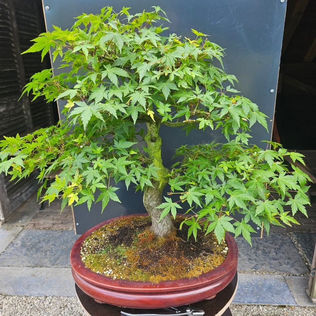 Bonsai Acer palmatum, Ophalen