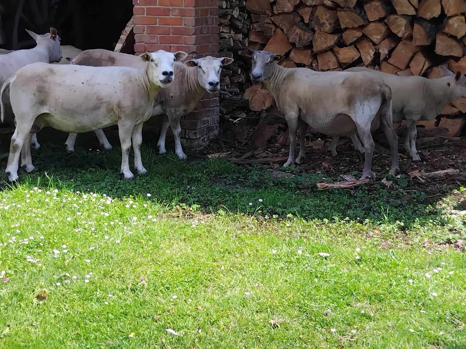 Schapen, Dieren en Toebehoren, Vrouwelijk, Schaap, 0 tot 2 jaar