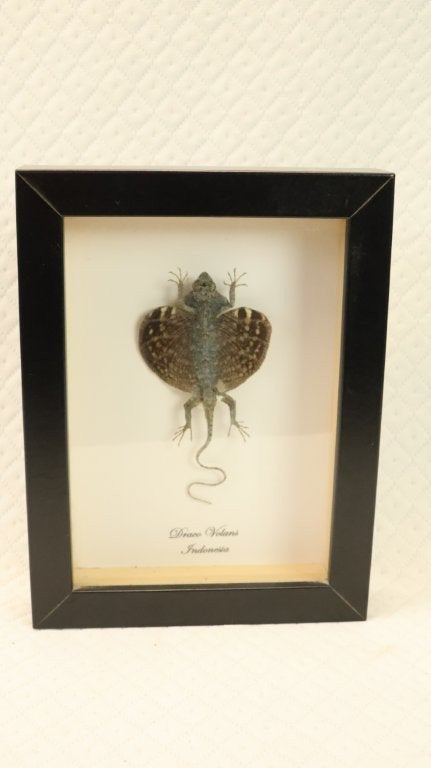Taxidermie - Draco Volans Volans (vliegend draakje), Verzamelen, Ophalen of Verzenden, Gebruikt, Insect, Opgezet dier