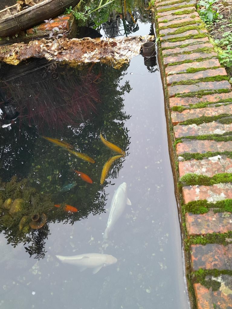 Koi en vijvervissen, Dieren en Toebehoren