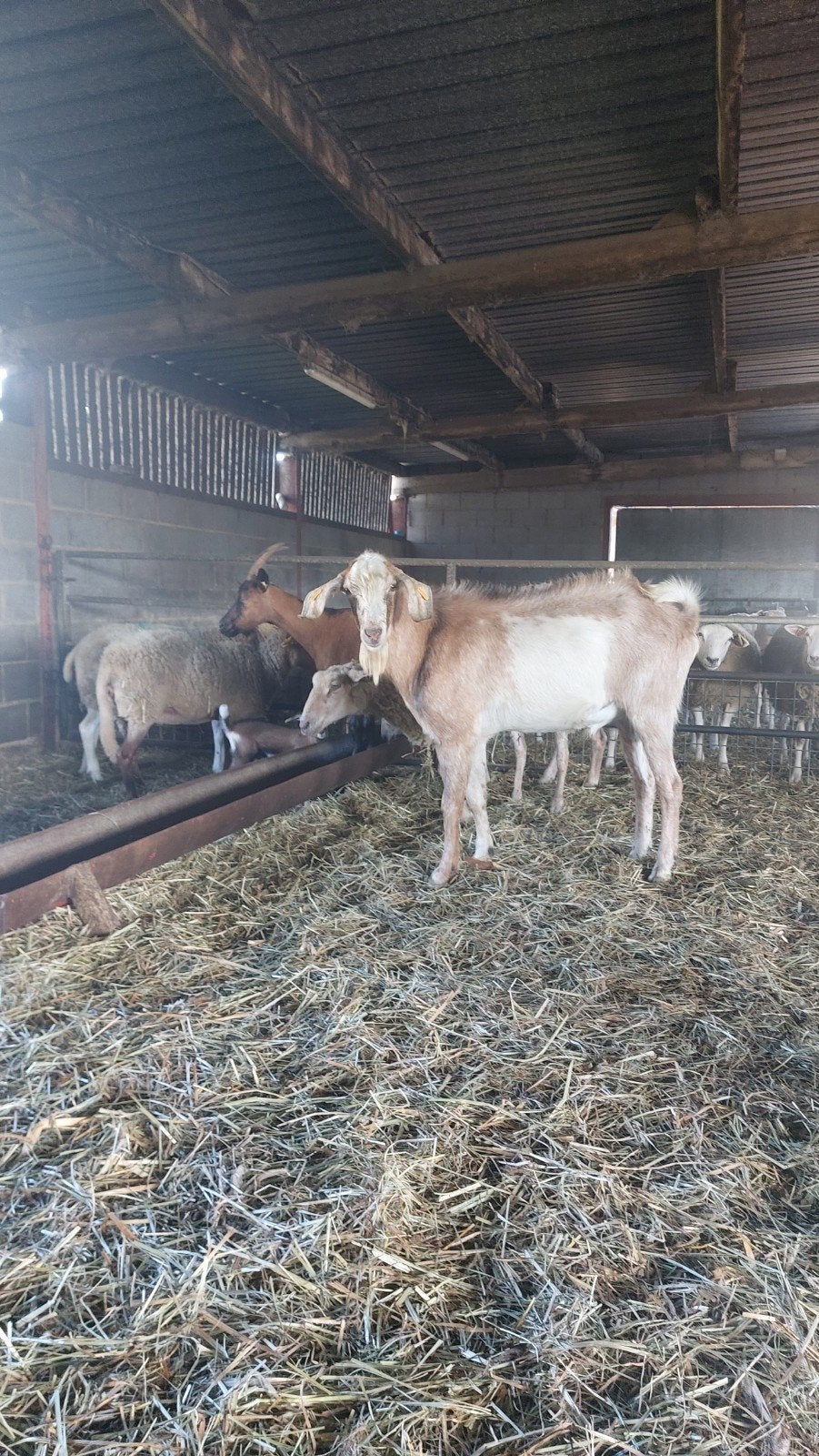 nubische geitenbok, Mannelijk, Geit, 0 tot 2 jaar