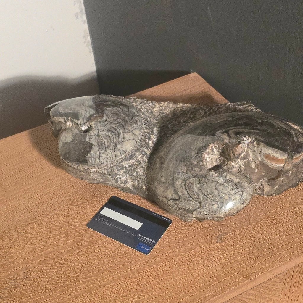 Bloc de fossiles de goniatites polies sur leur matrice, Collections, Enlèvement ou Envoi