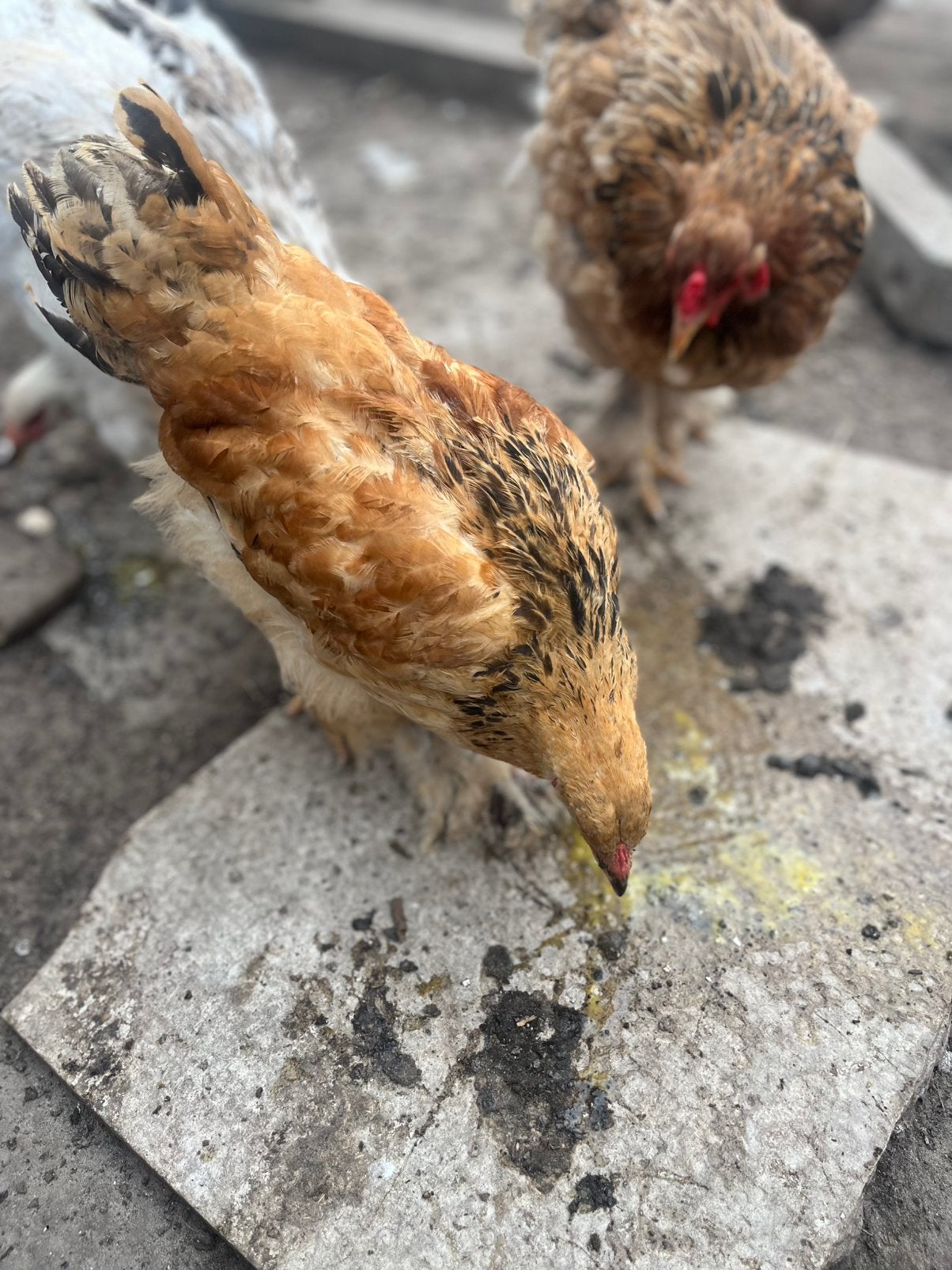 Jonge buff hen