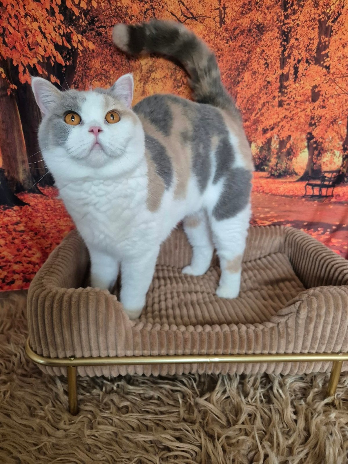 Britse kortharige poes, Chatte ou Chat, Avec pedigree, 0 à 2 ans