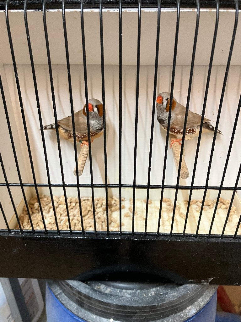 Zebravink bruine mannen