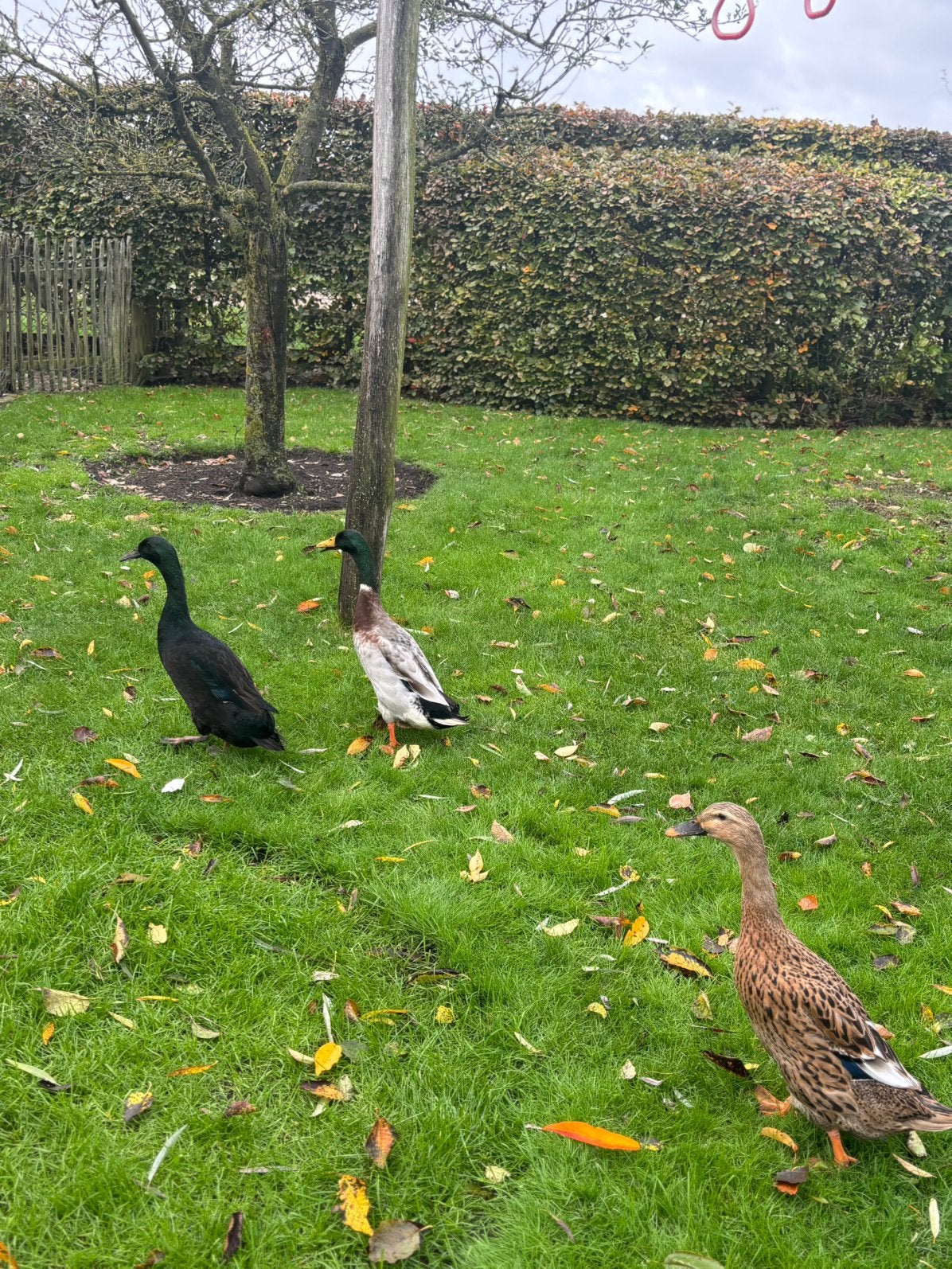 Mooie, gezonde loopeend te koop voor een goed thuisje., Dieren en Toebehoren, Mannelijk, Eend