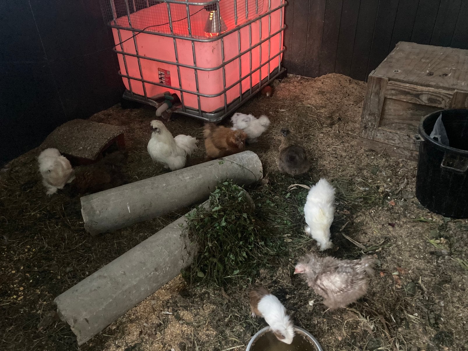 Zijdehoenders te koop, Mei, Meerdere dieren