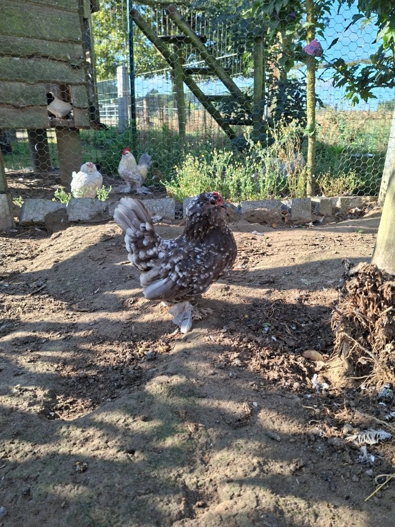 hen ukkelse baardkriel, Femelle, Poule ou poulet