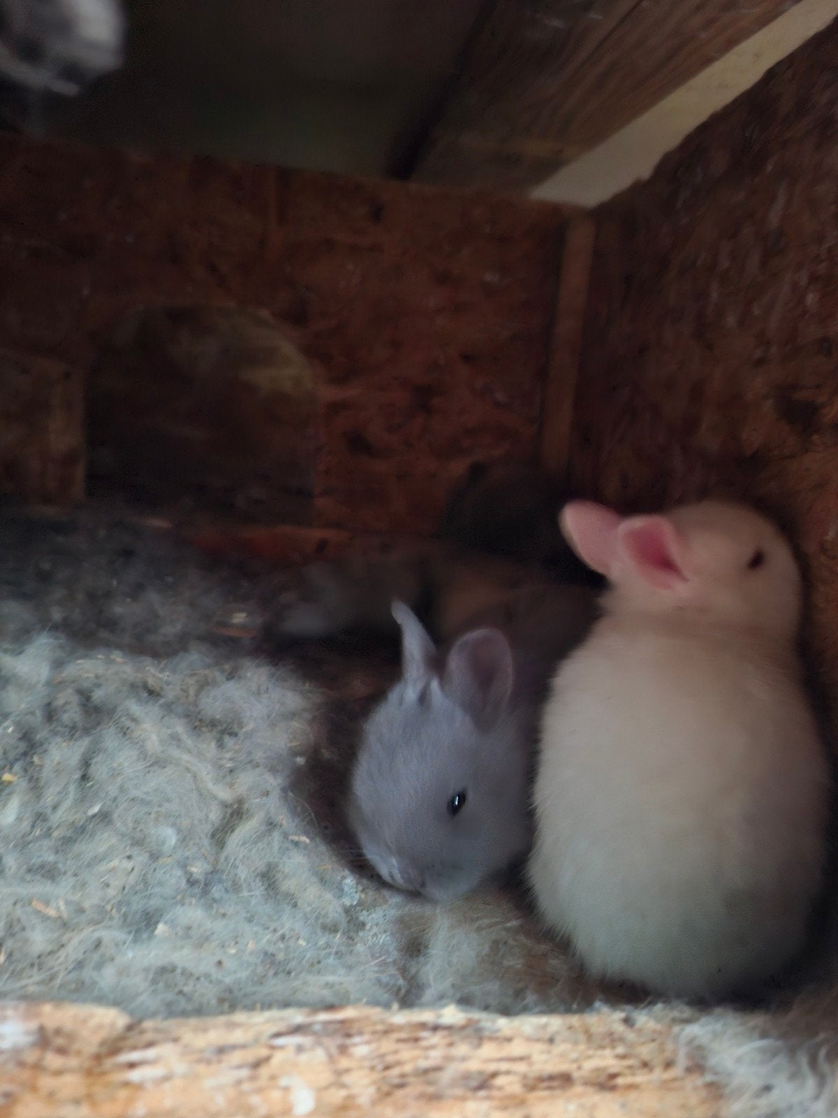 Lapin nain blanc a vendre, Animaux & Accessoires, Plusieurs animaux, Nain, 0 à 2 ans