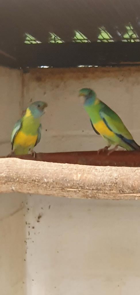 Koppel cloncurry 24, Dieren en Toebehoren, Vogels | Parkieten en Papegaaien, Parkiet, Geringd