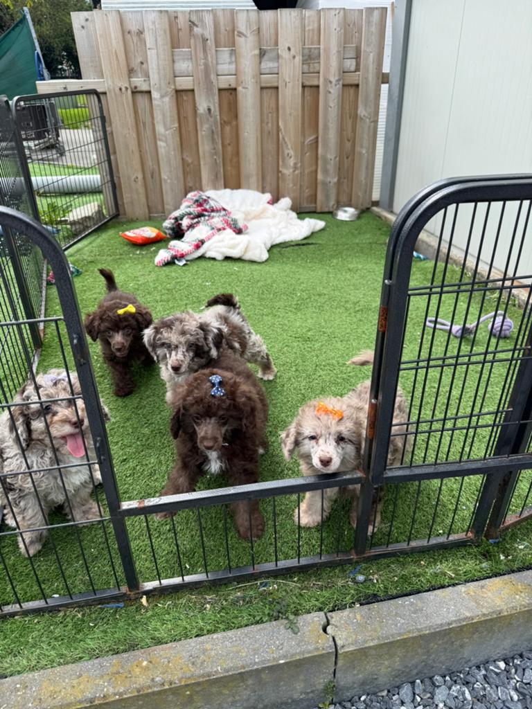 Prachtige toy/dwergpoedel pups, Dieren en Toebehoren, Poedel, Parvo, België, 8 tot 15 weken