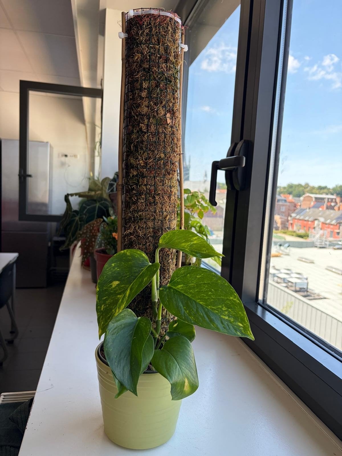 Mospaal op bestelling/ Moss Pole to order (L: 50cm Ø: 10cm), Ophalen