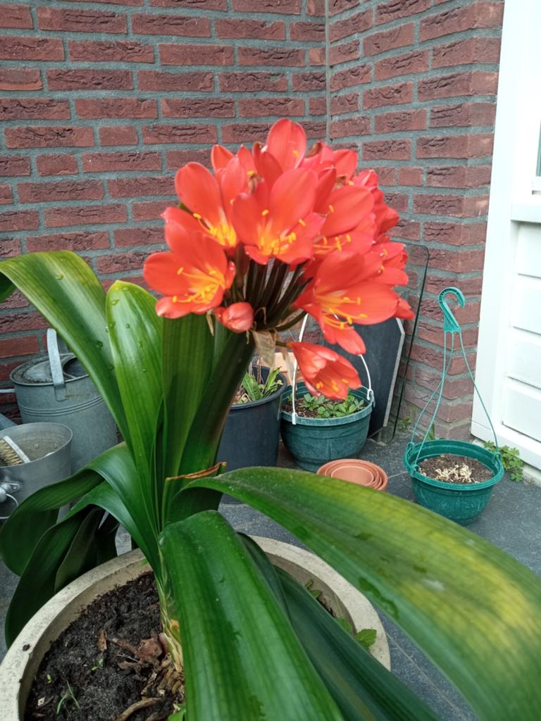 Clivias 6x apart of gezamenlijk te koop, Tuin en Terras, Ophalen