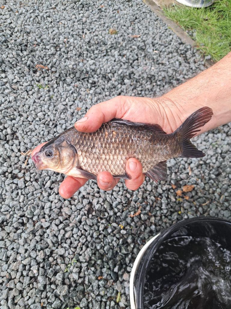 5 jonge karpers, Watersport en Boten, Ophalen