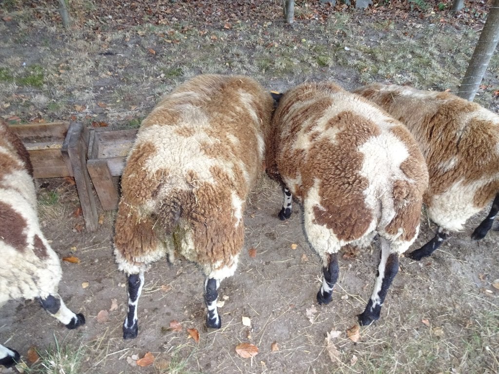 mouton., Mâle, Mouton, 0 à 2 ans