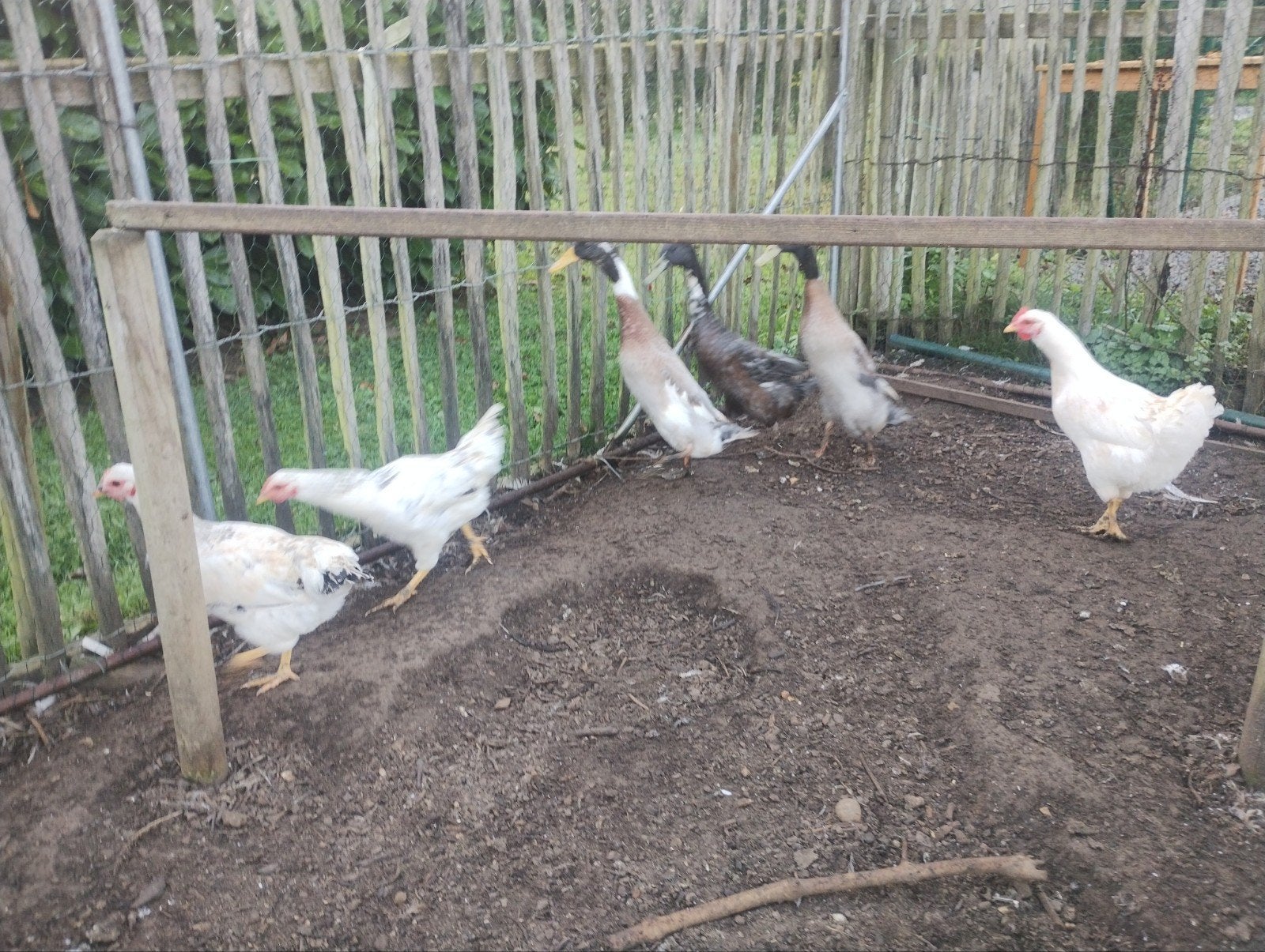 3 loopeenden Woerden (mannelijk), Dieren en Toebehoren, Mannelijk, Eend