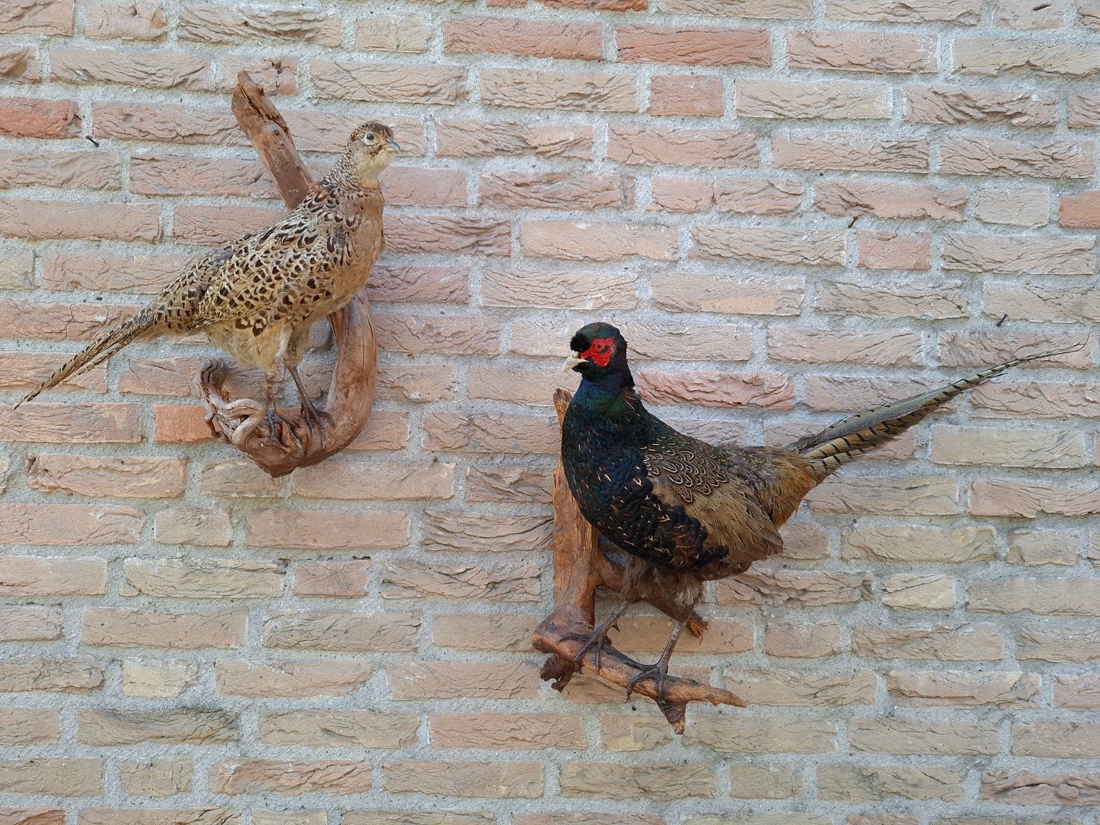 couple de faisans en peluche, poule, coq, taxidermie, crâne,, Enlèvement, Oiseaux, Animal empaillé