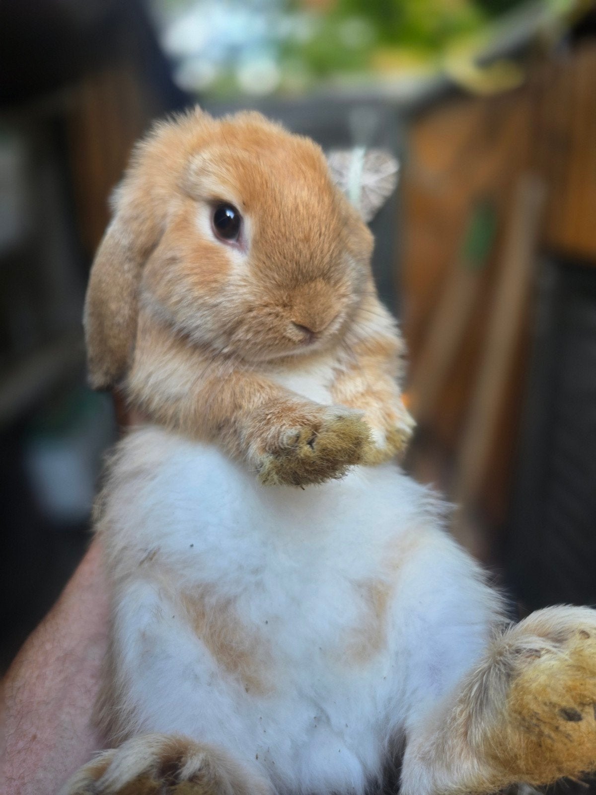 raszuiver mini hangoorkonijn. 4mnd  6stuks moertjes), Dieren en Toebehoren, Vrouwelijk, Klein, 0 tot 2 jaar