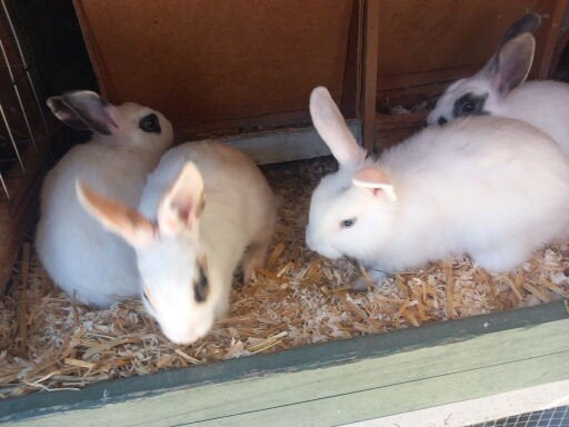 Dwergkonijnen, Dieren en Toebehoren, Konijnen, Mannelijk, Dwerg