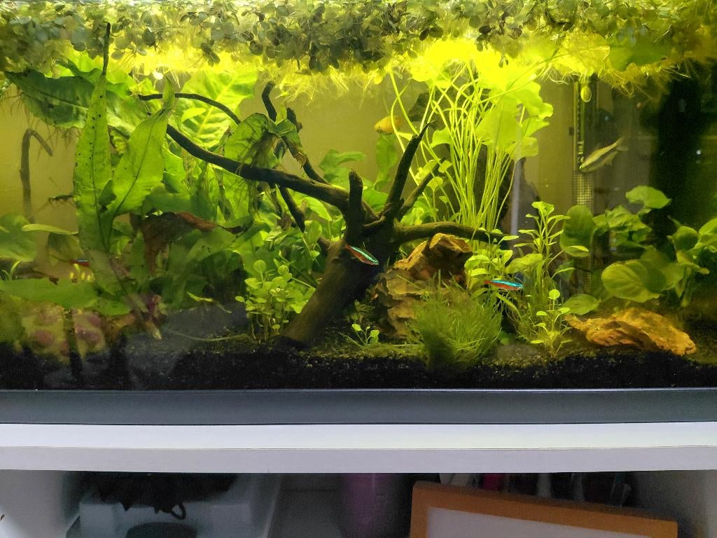 Drijfgroen aquarium, Dieren en Toebehoren, Ophalen, Nieuw, Plant(en), Steen of Hout