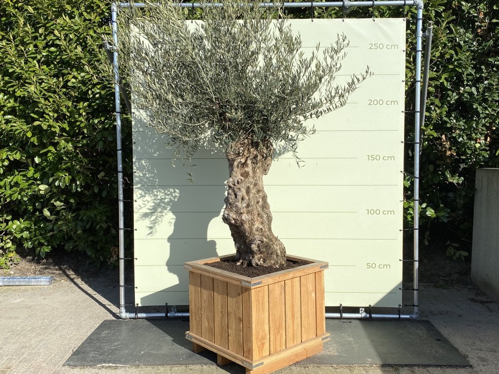 Olijfboom - Bonsai in bak - stamomvang 80-100 cm, Tuin en Terras