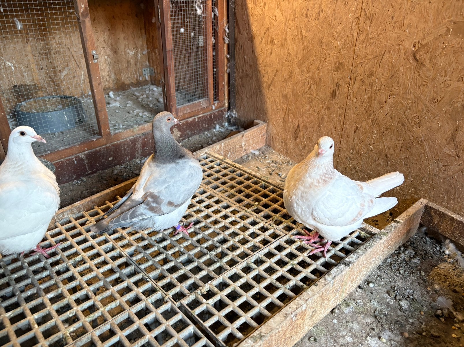 Texaan duiven, Dieren en Toebehoren, Vogels | Duiven