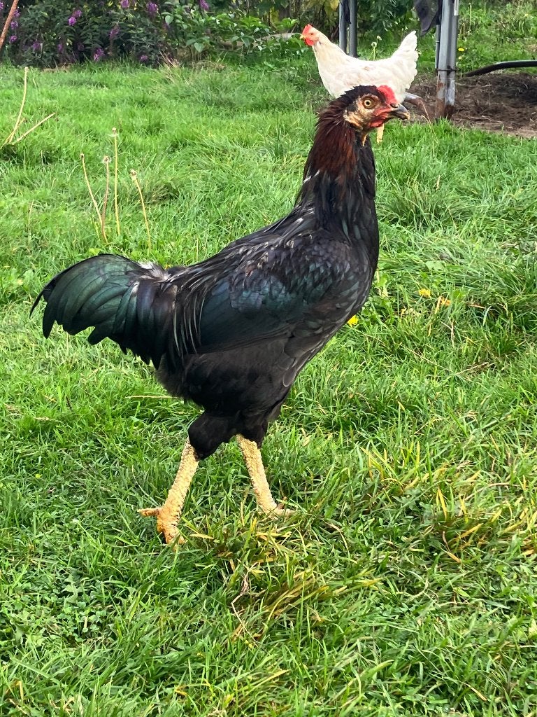 Mooi haantje zoekt nieuwe thuis!, Dieren en Toebehoren, Mannelijk, Kip