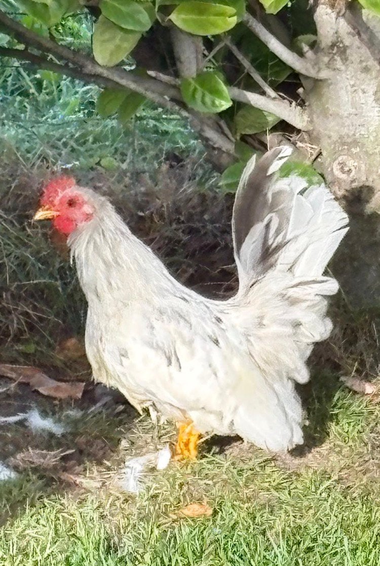 Chabo kippen haan, Dieren en Toebehoren, Mannelijk, Kip